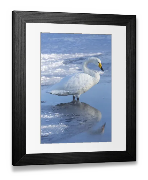 Framed Print : Whooper swans on frozen Lake Kussharo, Hokkaido Framed Print : Whooper swans on frozen Lake Kussharo, Hokkaido