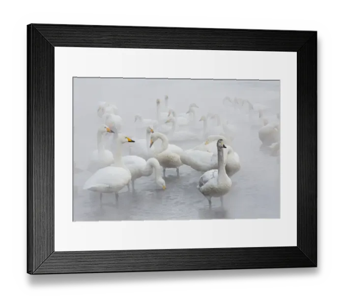 Framed Print : Whooper swans on frozen Lake Kussharo, Hokkaido Framed Print : Whooper swans on frozen Lake Kussharo, Hokkaido