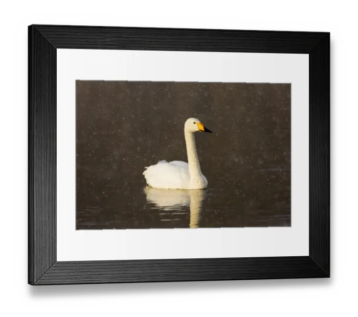 Framed Print : Whooper swans on frozen Lake Kussharo, Hokkaido