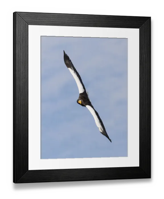 Framed Print : Stellers sea eagle flying. Wintering on the Shiretoko Peninsula, Hokkaido, Japan Framed Print : Stellers sea eagle flying. Wintering on the Shiretoko Peninsula, Hokkaido, Japan