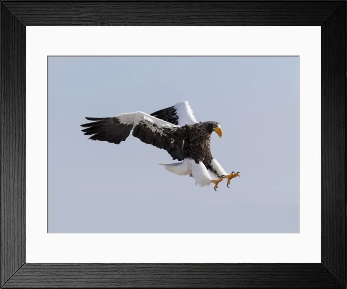 Framed Print : Stellers sea eagle flying. Wintering on the Shiretoko Peninsula, Hokkaido, Japan Framed Print : Stellers sea eagle flying. Wintering on the Shiretoko Peninsula, Hokkaido, Japan