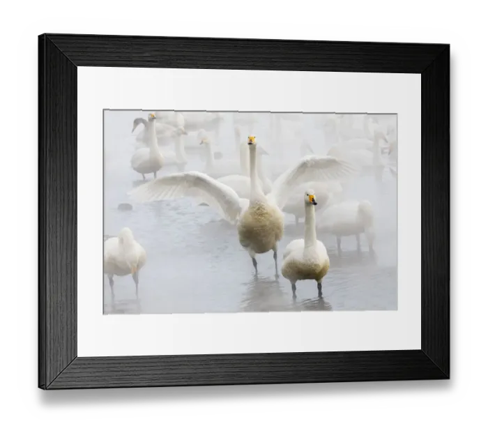 Framed Print : Whooper swans on frozen Lake Kussharo, Hokkaido Framed Print : Whooper swans on frozen Lake Kussharo, Hokkaido