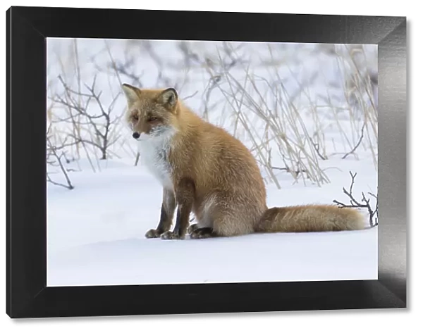 Red fox sitting in snow