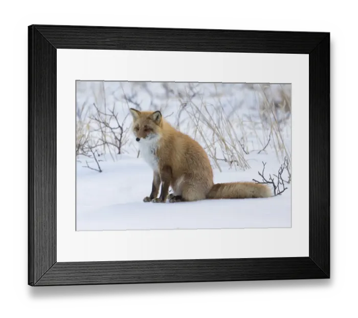 Framed Print : Red fox sitting in snow Framed Print : Red fox sitting in snow