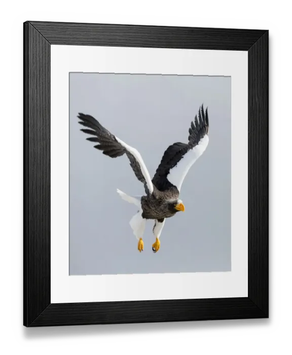 Framed Print : Stellers sea eagle flying. Wintering on the Shiretoko Peninsula, Hokkaido, Japan