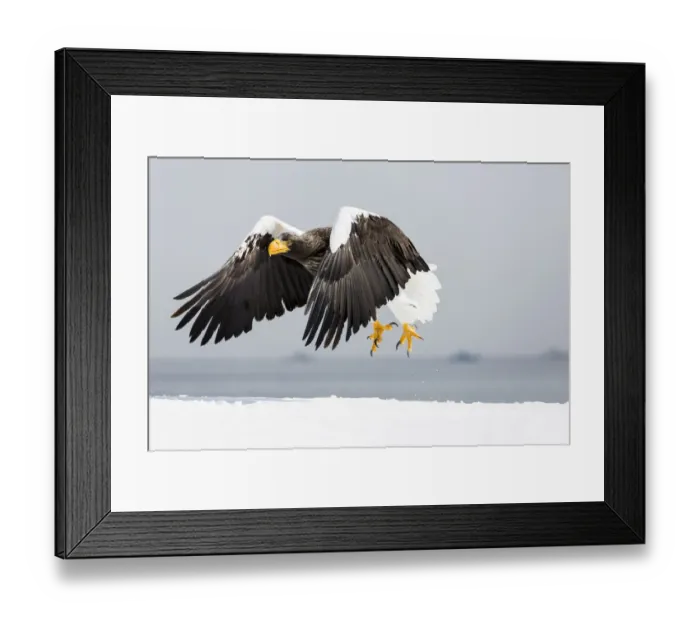 Framed Print : Stellers sea eagle flying. Wintering on the Shiretoko Peninsula, Hokkaido, Japan Framed Print : Stellers sea eagle flying. Wintering on the Shiretoko Peninsula, Hokkaido, Japan
