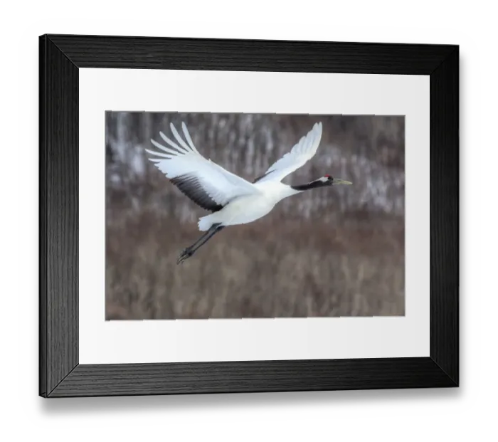 Framed Print : Red-crowned crane flying Framed Print : Red-crowned crane flying