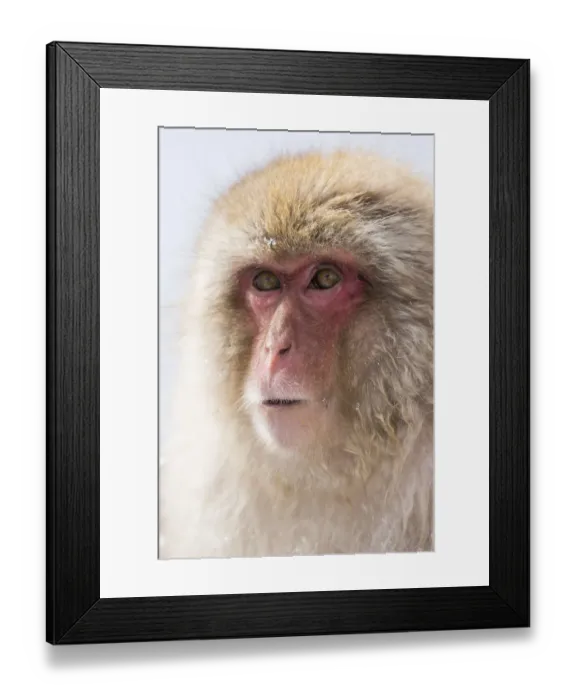 Framed Print : Snow monkeys wintering in Nagano, Japan