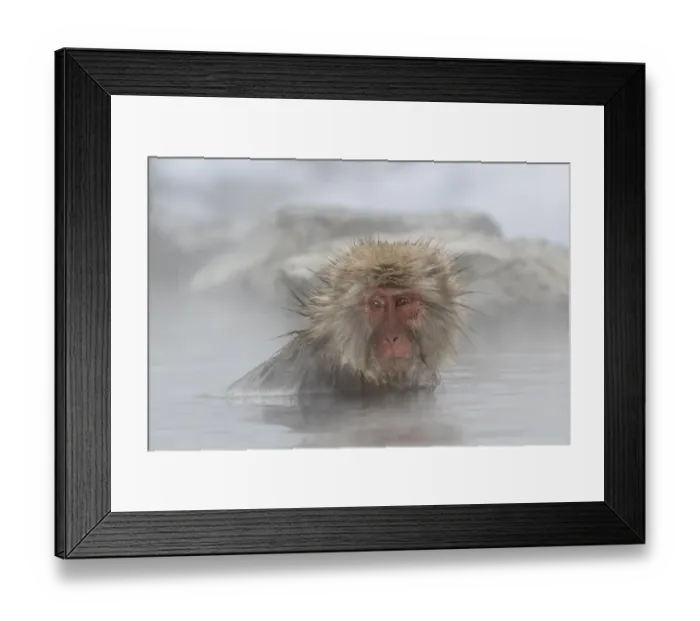 Framed Print : Snow monkeys wintering in Nagano, Japan Framed Print : Snow monkeys wintering in Nagano, Japan