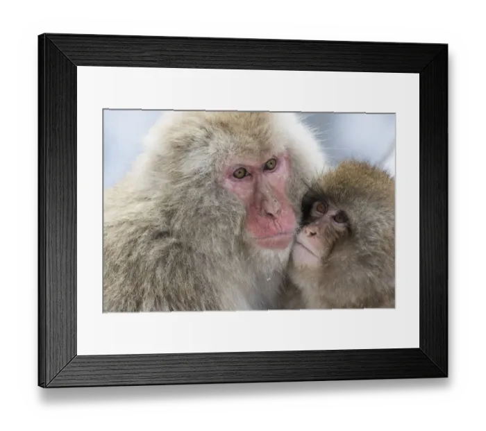 Framed Print : Snow monkeys wintering in Nagano, Japan Framed Print : Snow monkeys wintering in Nagano, Japan