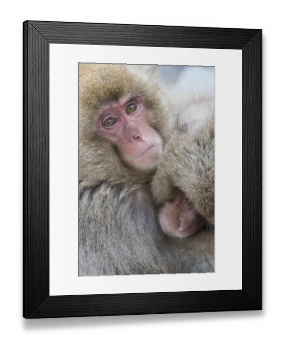 Framed Print : Snow monkeys wintering in Nagano, Japan Framed Print : Snow monkeys wintering in Nagano, Japan