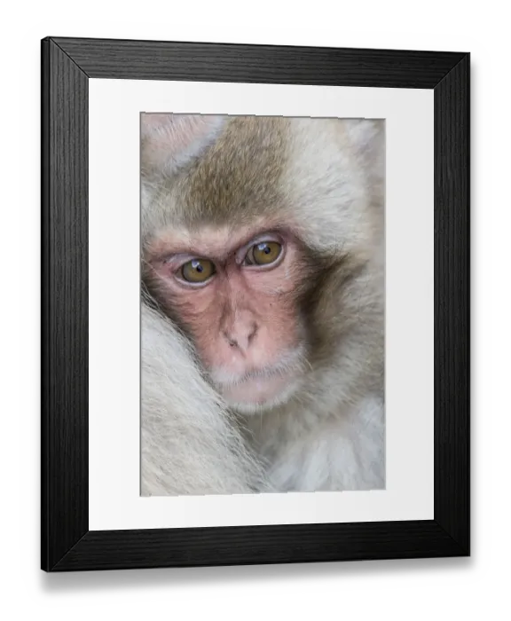 Framed Print : Snow monkeys wintering in Nagano, Japan