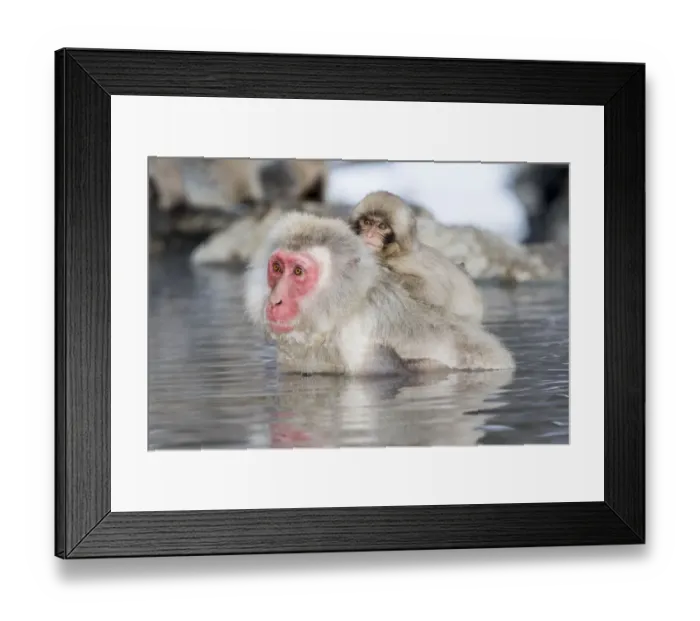 Framed Print : Snow monkeys wintering in Nagano, Japan Framed Print : Snow monkeys wintering in Nagano, Japan