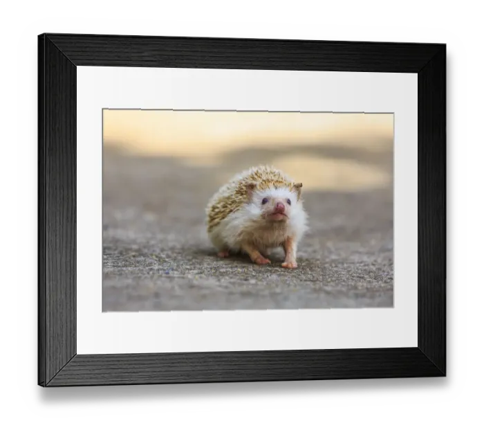 Framed Print : Hedgehog. Koh Samui, Thailand Framed Print : Hedgehog. Koh Samui, Thailand