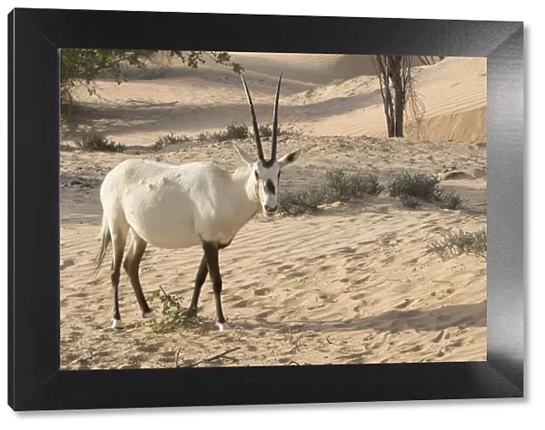 Onyx in desert. Abu Dhabi, United Arab Emirates
