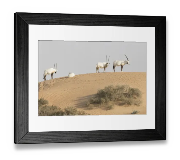 Framed Print : Onyx in desert. Abu Dhabi, UAE Framed Print : Onyx in desert. Abu Dhabi, UAE