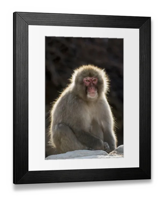 Framed Print : Snow monkeys wintering in Nagano, Japan Framed Print : Snow monkeys wintering in Nagano, Japan