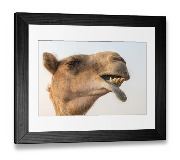 Framed Print : Dubai, UAE. Close-up of a camel Framed Print : Dubai, UAE. Close-up of a camel