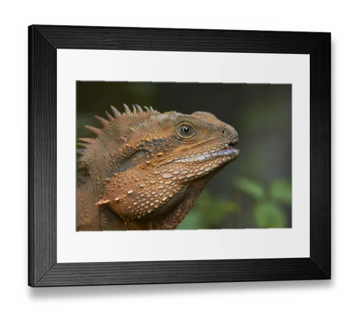 Framed Print : Eastern Water Dragon (Physignathus lesueurii), Australia Framed Print : Eastern Water Dragon (Physignathus lesueurii), Australia