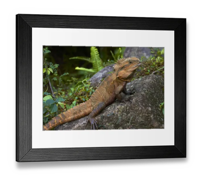 Framed Print : Eastern Water Dragon (Physignathus lesueurii), Australia