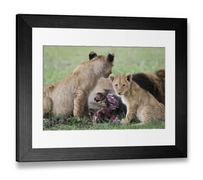 Framed Print : Africa, Kenya, Msai Mara National Reserve Framed Print : Africa, Kenya, Msai Mara National Reserve