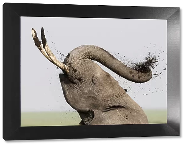 Africa, Kenya, Amboseli National Park. Elephant spraying mud sunscreen. Credit as