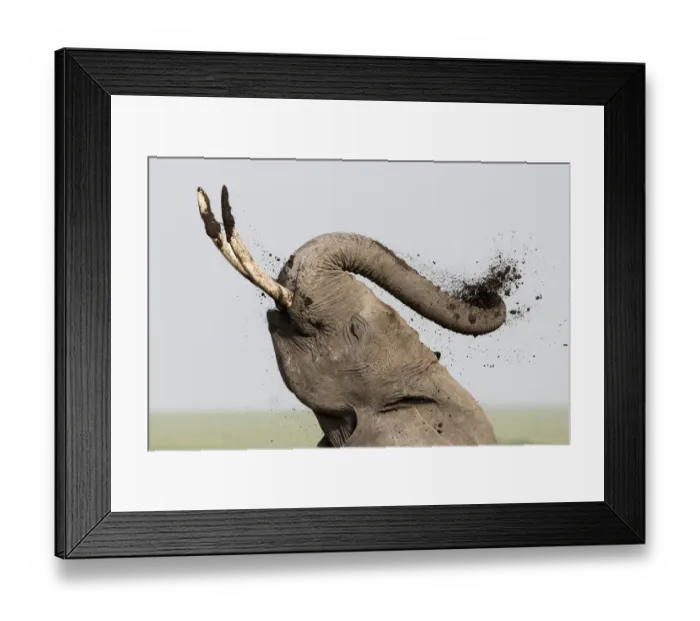 Framed Print : Africa, Kenya, Amboseli National Park. Elephant spraying mud sunscreen. Credit as Framed Print : Africa, Kenya, Amboseli National Park. Elephant spraying mud sunscreen. Credit as