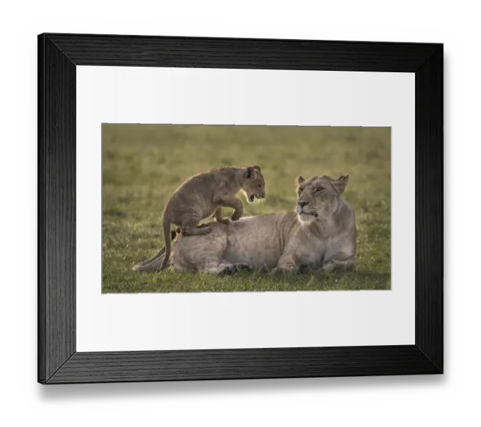 Framed Print : Africa, Kenya, Msai Mara National Reserve. Lion cub playing with lioness. Credit as Framed Print : Africa, Kenya, Msai Mara National Reserve. Lion cub playing with lioness. Credit as