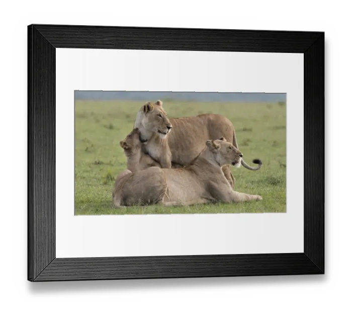 Framed Print : Africa, Kenya, Msai Mara National Reserve Framed Print : Africa, Kenya, Msai Mara National Reserve