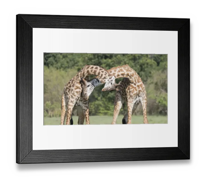 Framed Print : Africa, Kenya, Msai Mara National Reserve Framed Print : Africa, Kenya, Msai Mara National Reserve