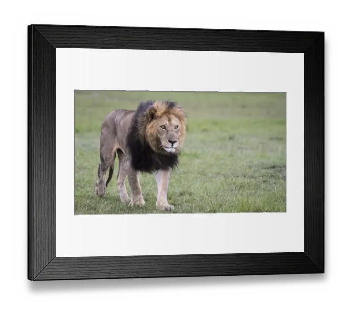 Framed Print : Africa, Kenya, Msai Mara National Reserve Framed Print : Africa, Kenya, Msai Mara National Reserve