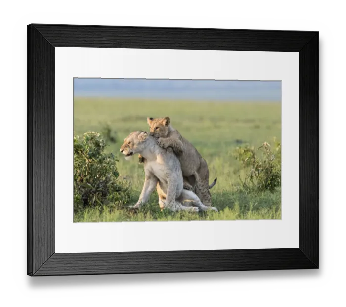 Framed Print : Africa, Kenya, Msai Mara National Reserve. Female lion and playful cub. Credit as