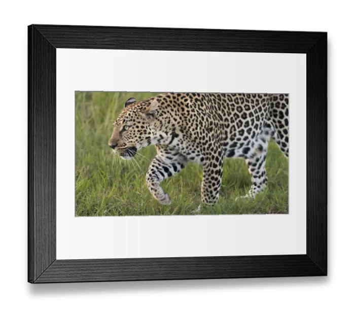 Framed Print : Africa, Kenya, Msai Mara National Reserve. Close-up of walking leopard. Credit as Framed Print : Africa, Kenya, Msai Mara National Reserve. Close-up of walking leopard. Credit as
