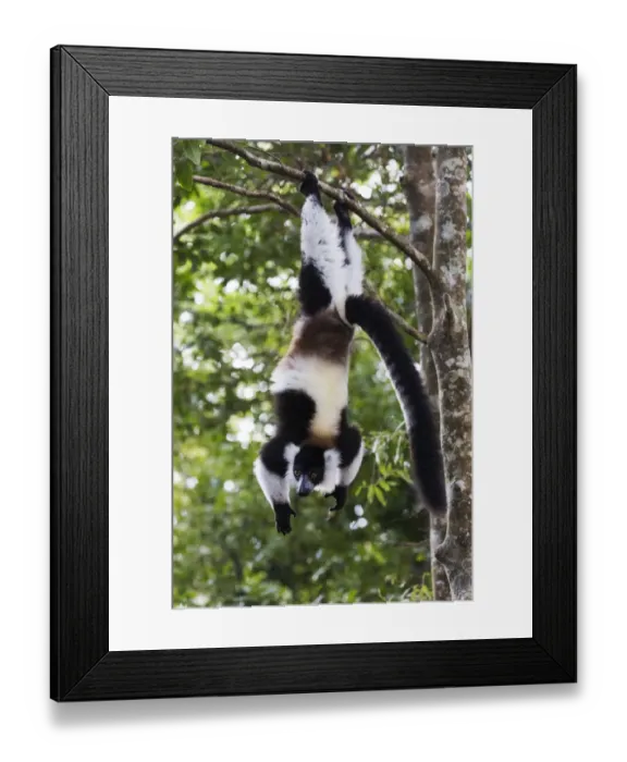 Framed Print : Africa, Madagascar, Akanin ny Nofy Reserve Framed Print : Africa, Madagascar, Akanin ny Nofy Reserve