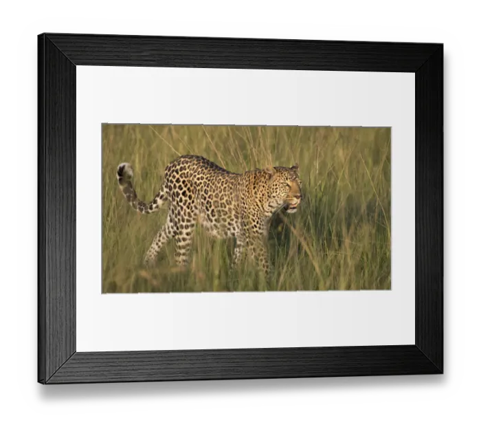 Framed Print : Africa, Kenya, Msai Mara National Reserve. Close-up of walking leopard. Credit as Framed Print : Africa, Kenya, Msai Mara National Reserve. Close-up of walking leopard. Credit as