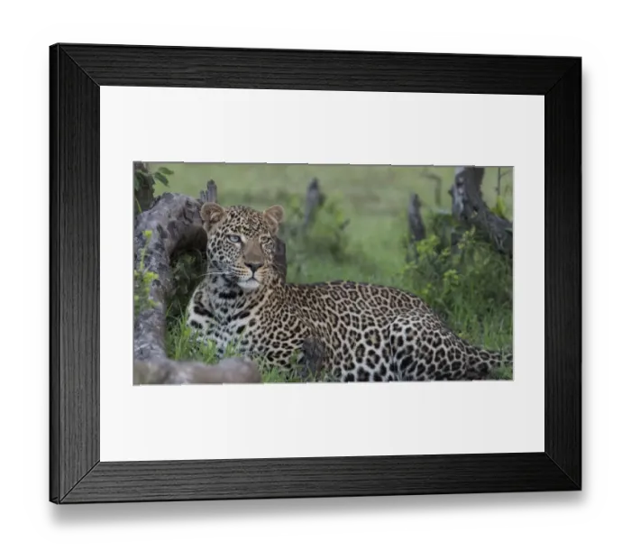 Framed Print : Africa, Kenya, Msai Mara National Reserve Framed Print : Africa, Kenya, Msai Mara National Reserve