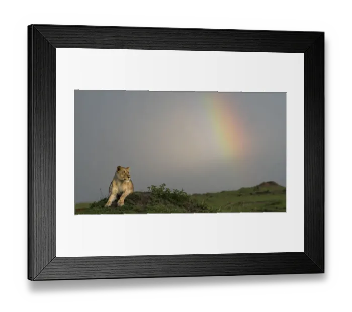 Framed Print : Africa, Kenya, Msai Mara National Reserve Framed Print : Africa, Kenya, Msai Mara National Reserve