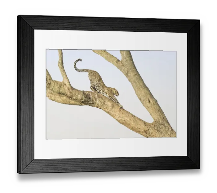 Framed Print : Africa, Kenya, Msai Mara National Reserve. Leopard stretching in tree. Credit as