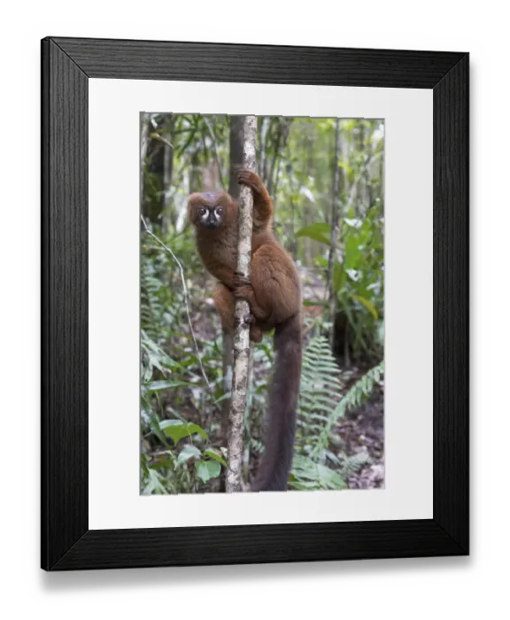Framed Print : Africa, Madagascar, Akanin ny Nofy Reserve