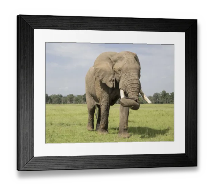 Framed Print : Africa, Kenya, Msai Mara National Reserve