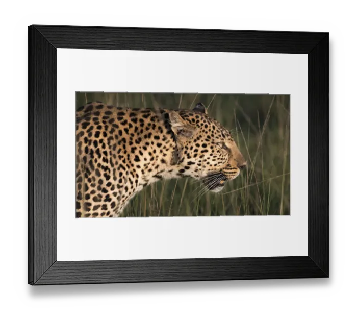Framed Print : Africa, Kenya, Msai Mara National Reserve. Close-up of walking leopard. Credit as Framed Print : Africa, Kenya, Msai Mara National Reserve. Close-up of walking leopard. Credit as