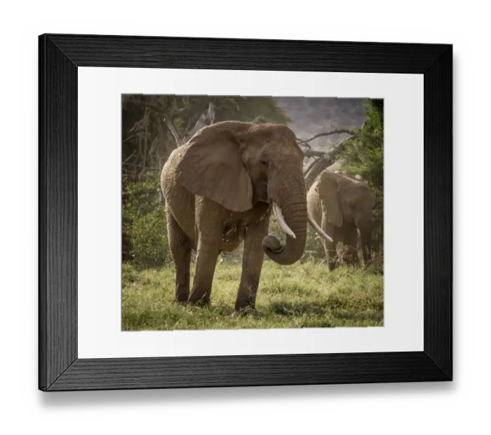 Framed Print : Africa, Kenya. African elephants feeding. Credit as: Bill Young / Jaynes Gallery / DanitaDelimont Framed Print : Africa, Kenya. African elephants feeding. Credit as: Bill Young / Jaynes Gallery / DanitaDelimont