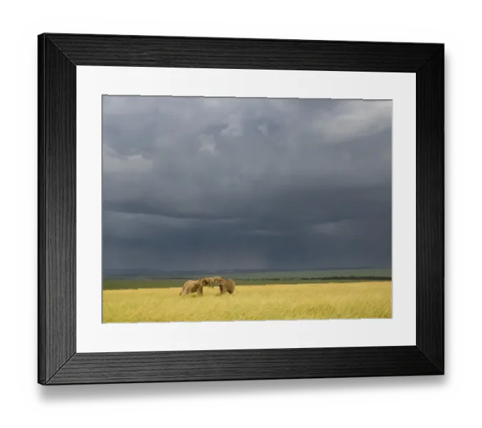 Framed Print : Africa, Kenya, Msai Mara National Reserve. Storm clouds over elephants at sunset Framed Print : Africa, Kenya, Msai Mara National Reserve. Storm clouds over elephants at sunset