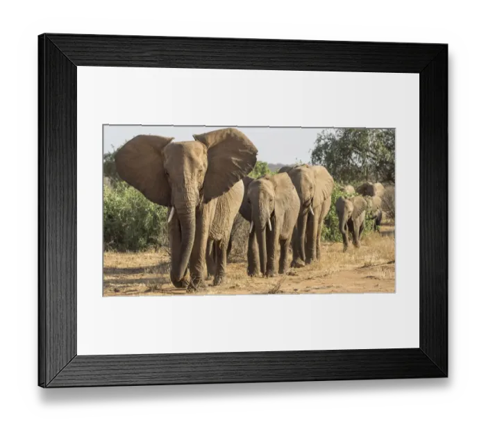 Framed Print : Africa, Kenya. African elephants walking in line Framed Print : Africa, Kenya. African elephants walking in line