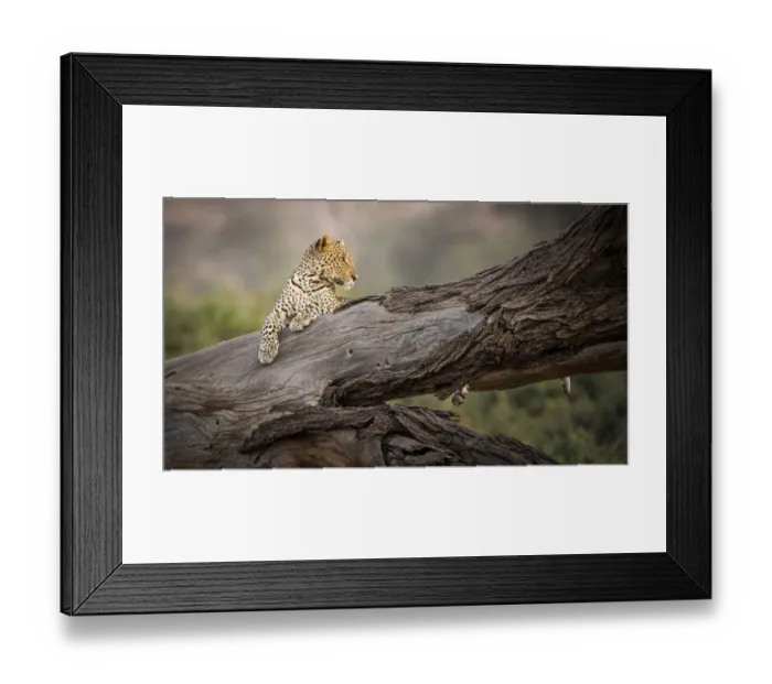 Framed Print : Africa, Kenya. Leopard resting on dead tree