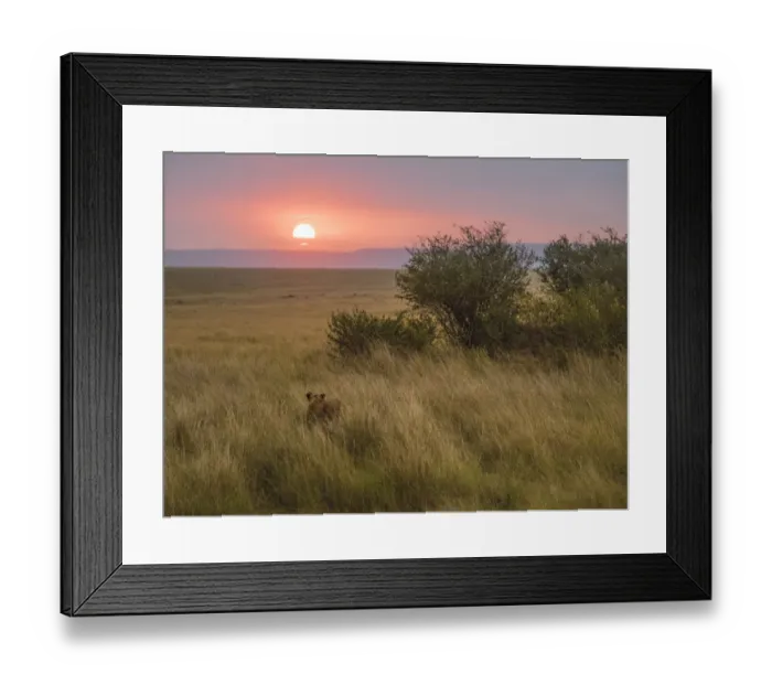 Framed Print : Africa, Kenya, Msai Mara National Reserve. Lioness in grass at sunset. Credit as