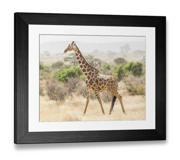 Framed Print : Africa, Kenya, Samburu National Reserve. Reticulated giraffe walking Framed Print : Africa, Kenya, Samburu National Reserve. Reticulated giraffe walking