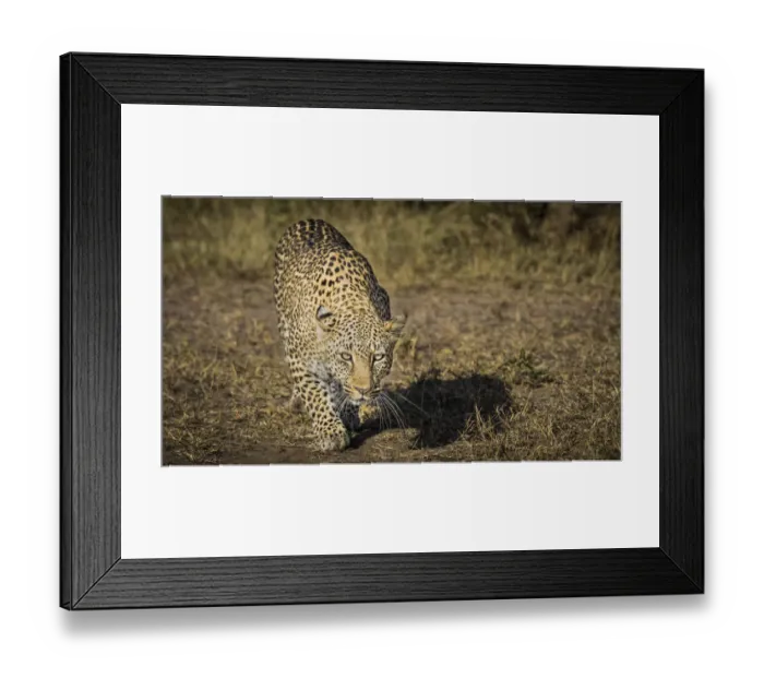 Framed Print : Africa, Kenya. Leopard ready to attack. Credit as: Bill Young / Jaynes Gallery / DanitaDelimont Framed Print : Africa, Kenya. Leopard ready to attack. Credit as: Bill Young / Jaynes Gallery / DanitaDelimont