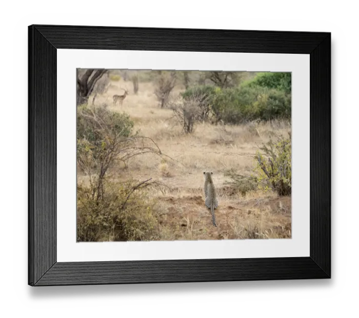 Framed Print : Africa, Kenya. Leopard eying antelope. Credit as: Bill Young / Jaynes Gallery / DanitaDelimont Framed Print : Africa, Kenya. Leopard eying antelope. Credit as: Bill Young / Jaynes Gallery / DanitaDelimont