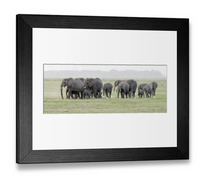 Framed Print : Africa, Kenya, Amboseli National Park. Elephants on the march Framed Print : Africa, Kenya, Amboseli National Park. Elephants on the march